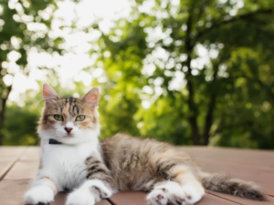 Instala Mallas de Seguridad para Gatos y Niños en Medellín. Mallas Vida