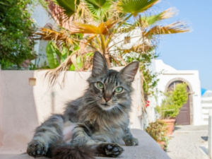 Mallas de Seguridad para Gatos: Guía completa. Mallas Vida