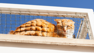 Instala Mallas de Seguridad para Gatos y Niños en Medellín