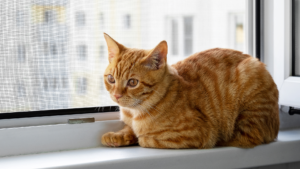 Cómo las Mallas de Seguridad para Gatos y Niños Pueden Mejorar la Calidad de Vida