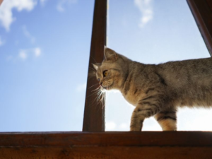 Beneficios de las Mallas de Seguridad para Gatos en Casas Multinivel en Medellín. Mallas Vida