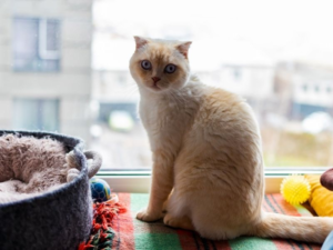 Por qué los gatos necesitan mallas de seguridad
