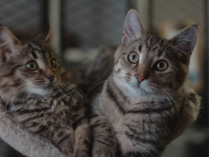 A qué edad los gatos son más propensos a caídas